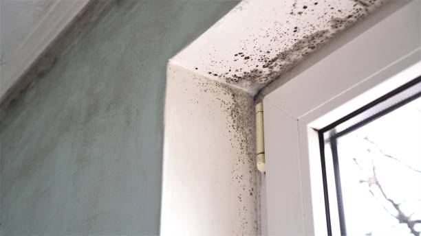 Best Affordable Mold Removal  in Colstrip, MT