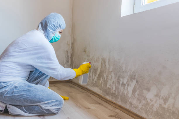 Attic Mold Removal in Colstrip, MT