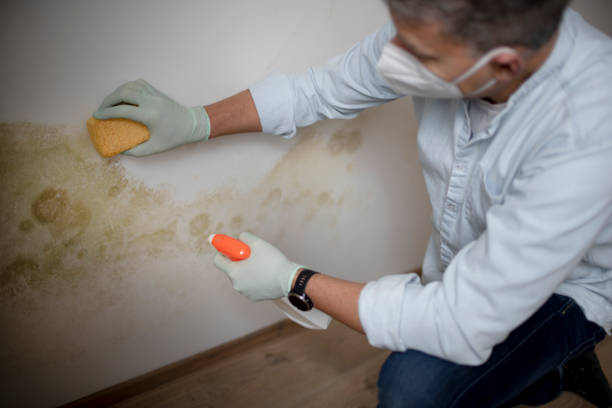 Professional Mold Removal in Colstrip, MT