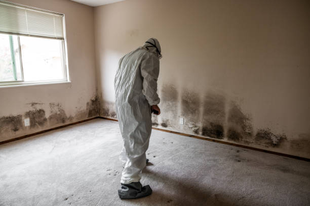 Best Mold Remediation Services  in Colstrip, MT