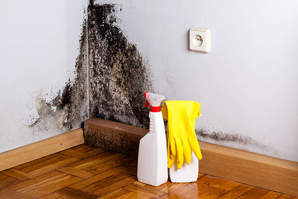 Best Office Mold Removal Services  in Colstrip, MT