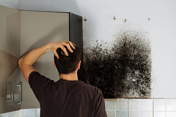 Best Best Mold Removal Companies  in Colstrip, MT
