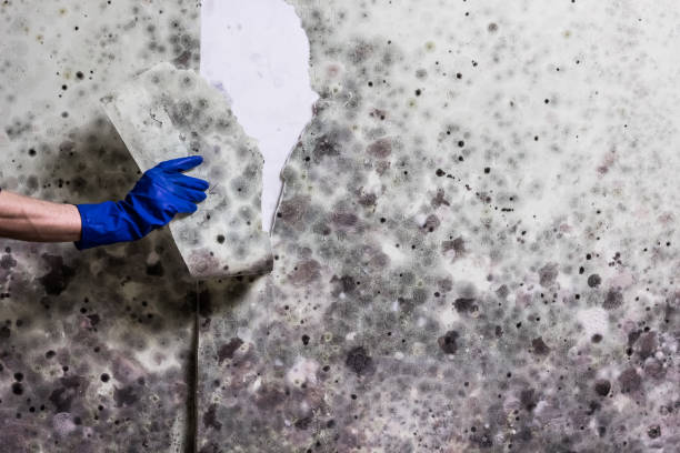 Best Residential Mold Removal  in Colstrip, MT