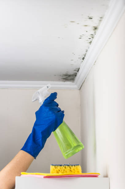 Best Fast Mold Removal  in Colstrip, MT
